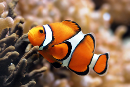 Clown Fish